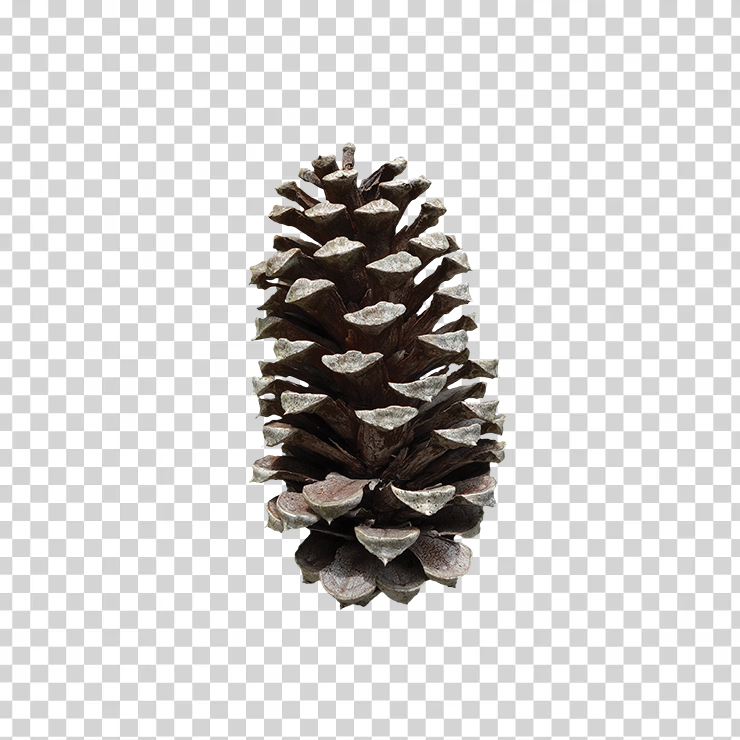 Pine Cone 24