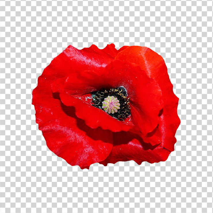 Poppy Flower