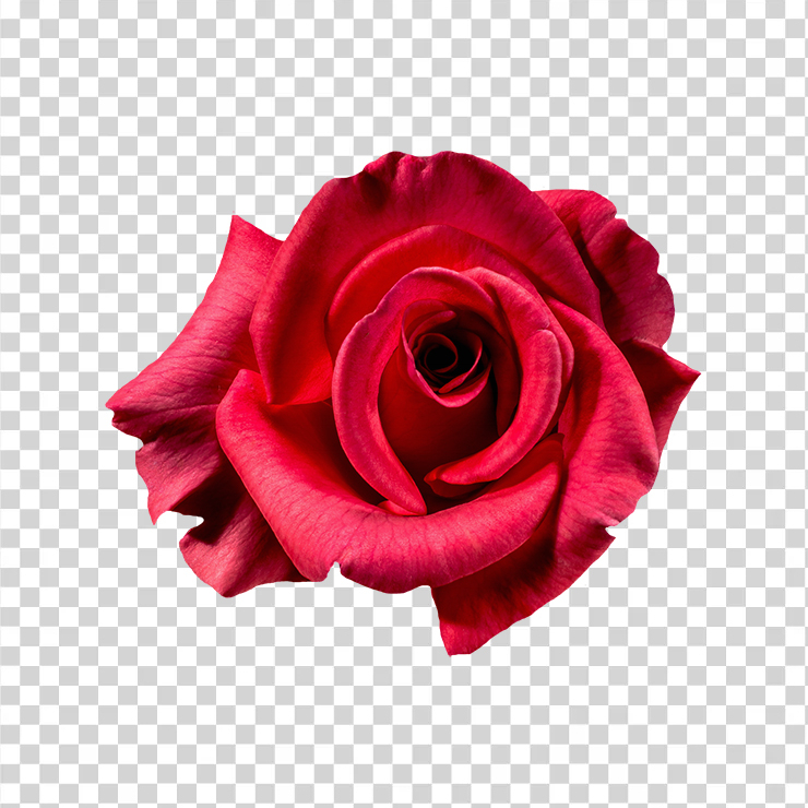 Red Rose Flower Top View