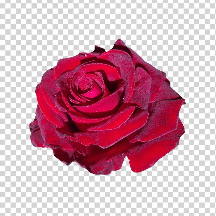 Red Rose Flower 98