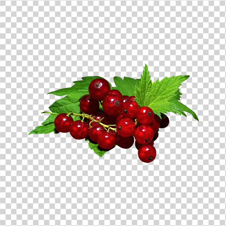 Red currant 1