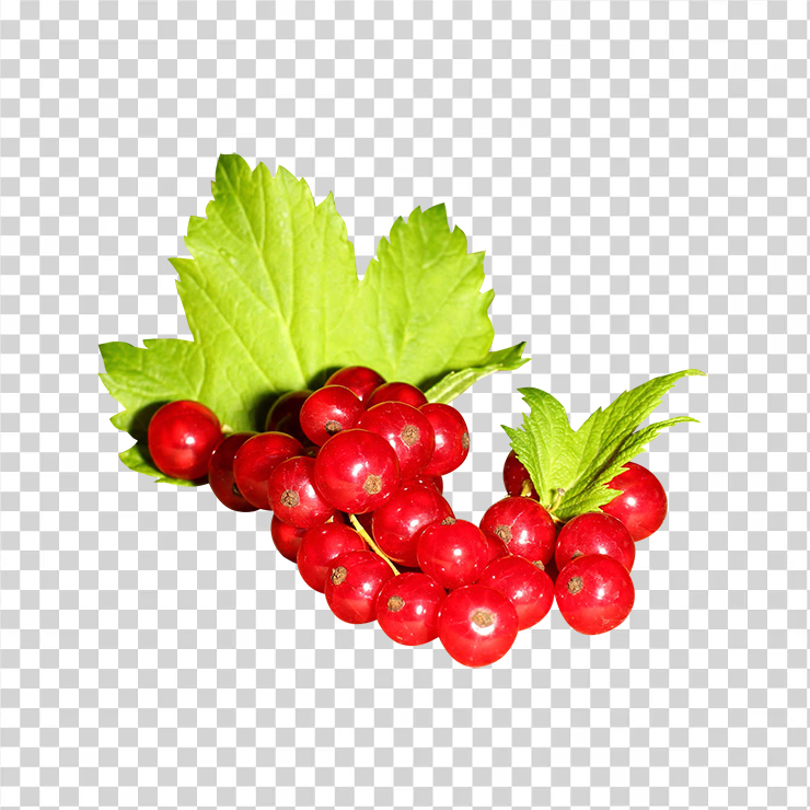Red currant 2