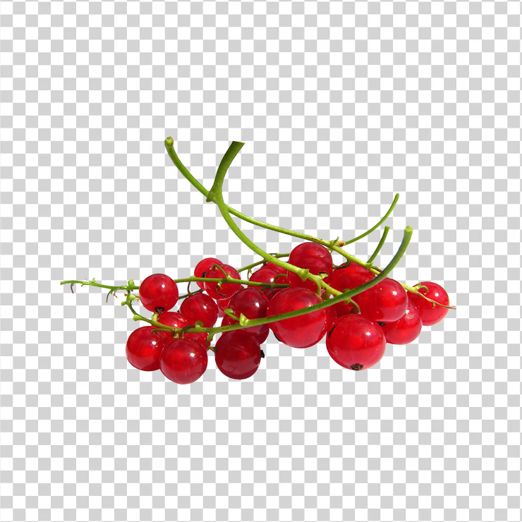 Red currant 45