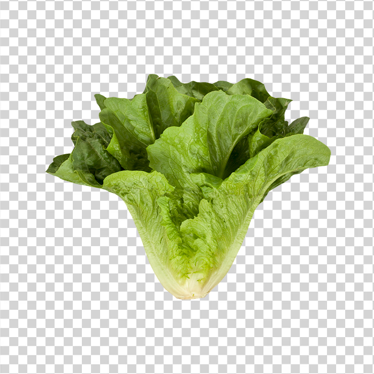 Romainecos lettuce