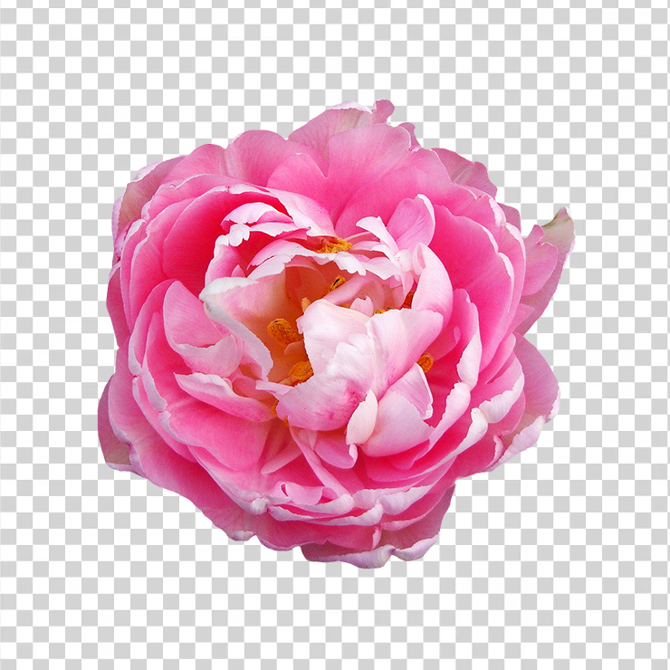 Rose Flower Pink