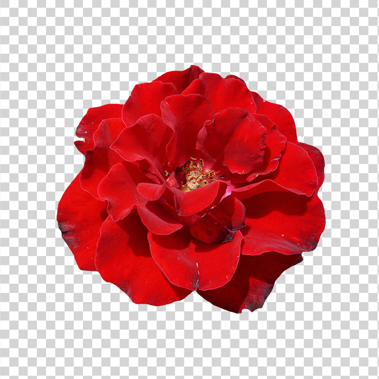 Rose Flower Top View