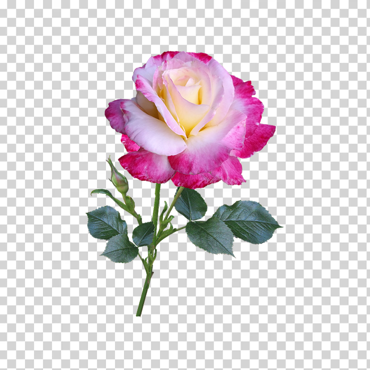 Rose 25