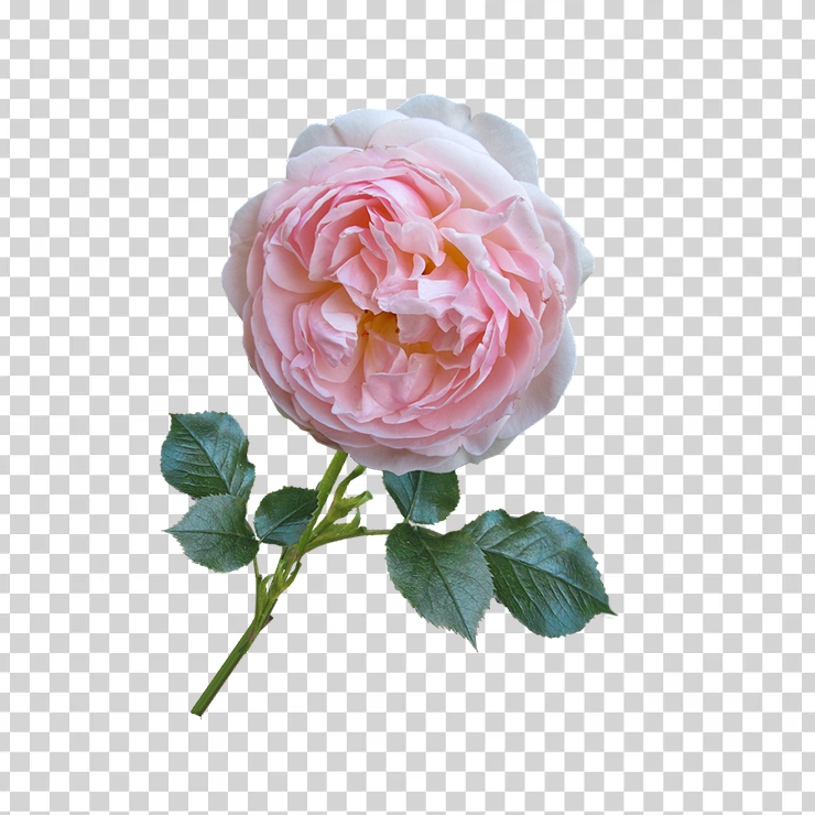 Rose 41