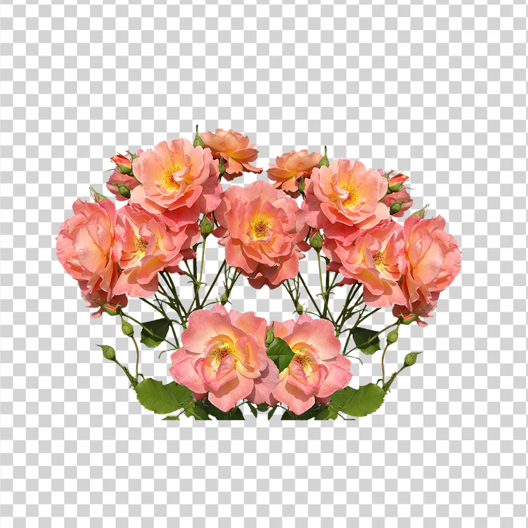 Roses 4
