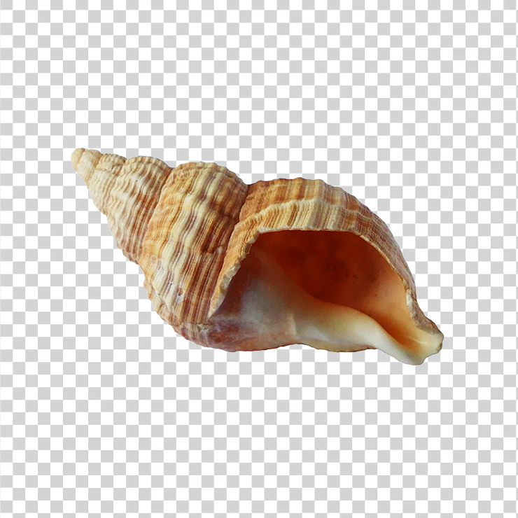 Sea Shell1