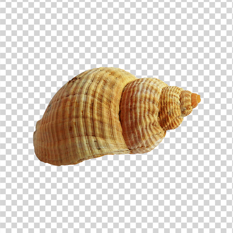 Sea Shell1632