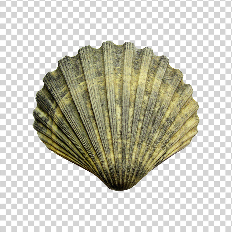 Sea Shell20