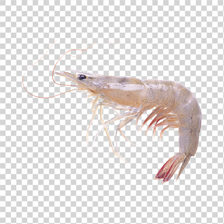 Shrimps 01