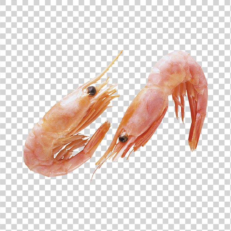 Shrimps 04