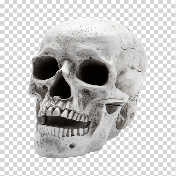 Skeleton 38