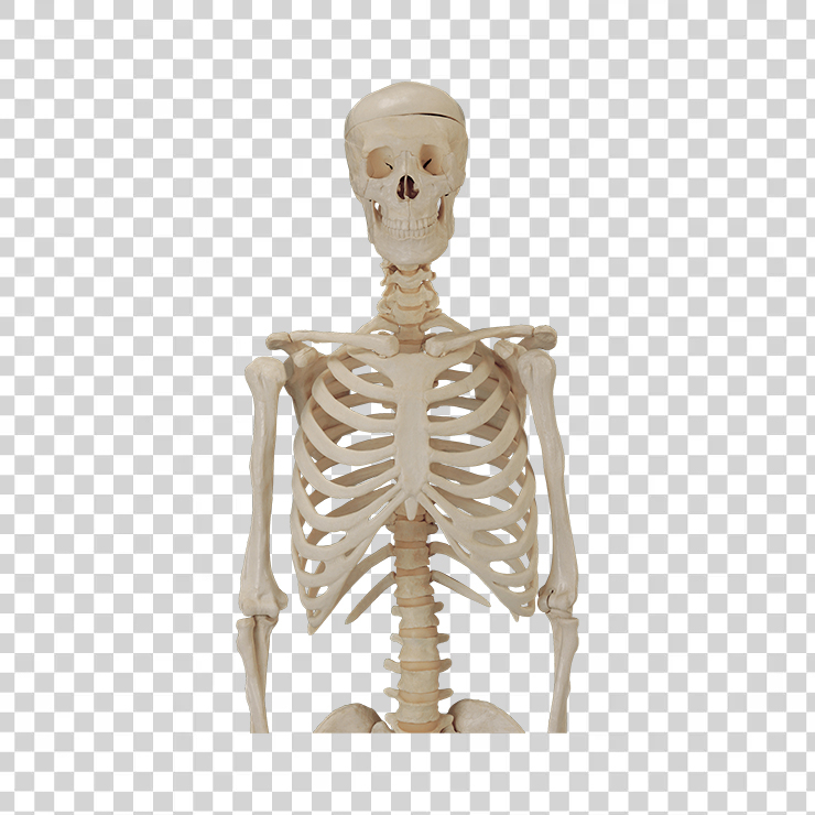 Skeleton 39