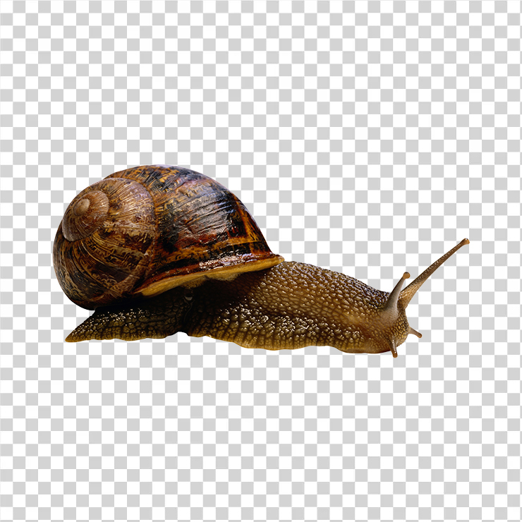 Snail 01