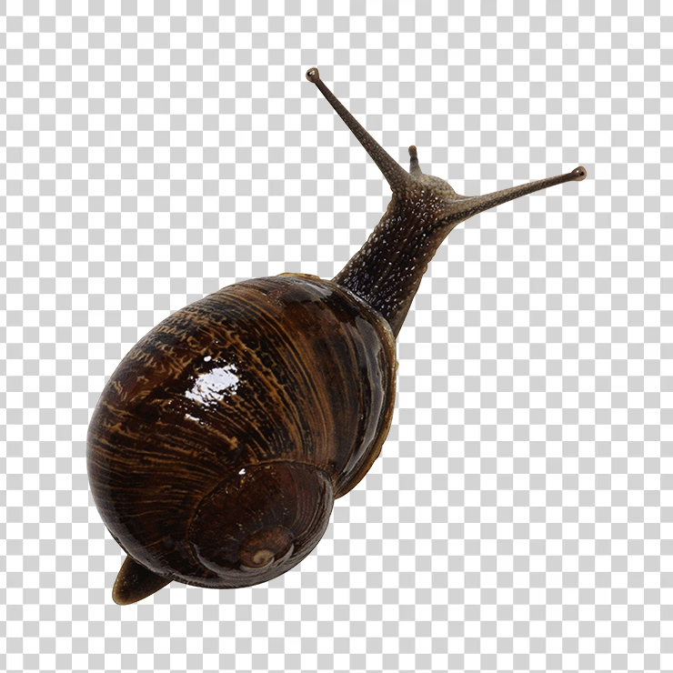 Snail 02