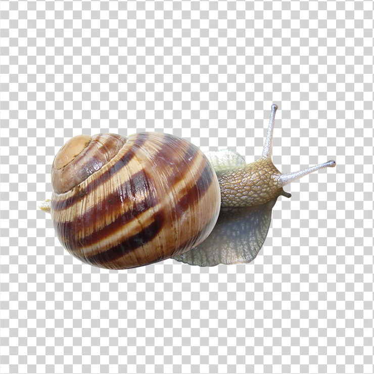 Snail 04
