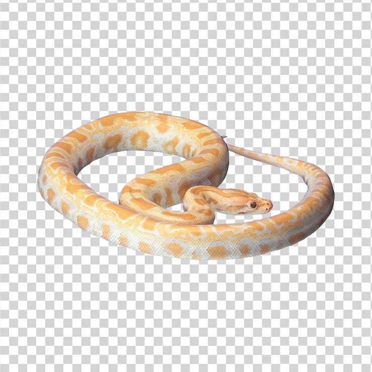 Snake 01