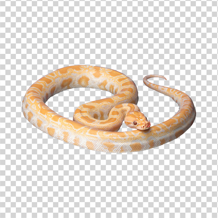 Snake 02