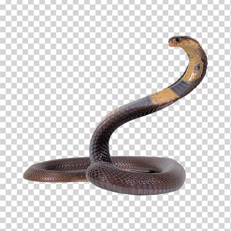 Snake 03