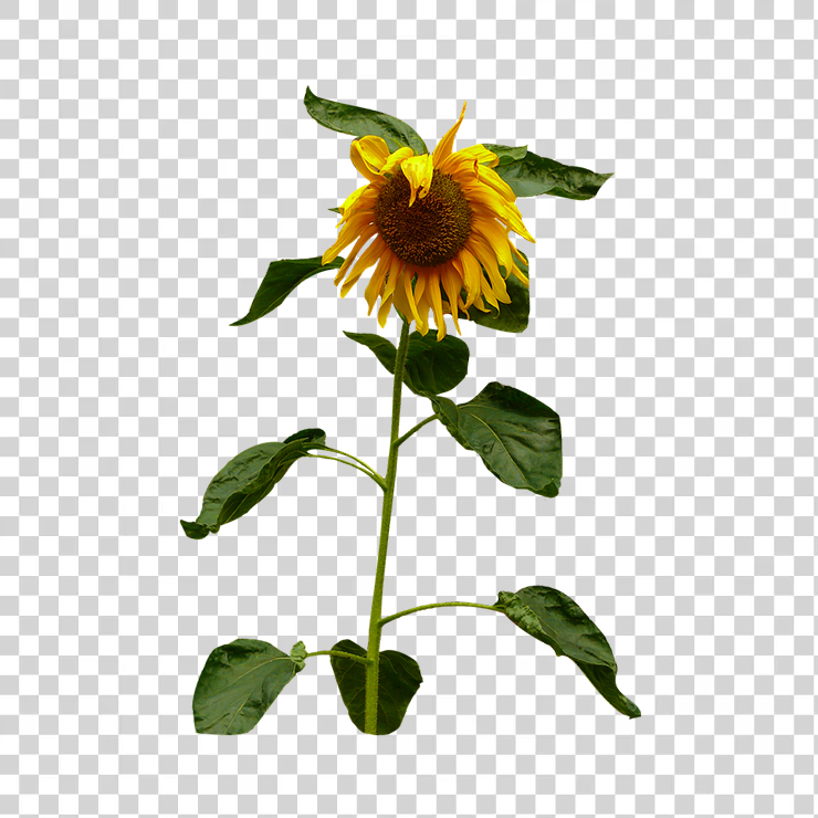 Sun Flower Sun Flower
