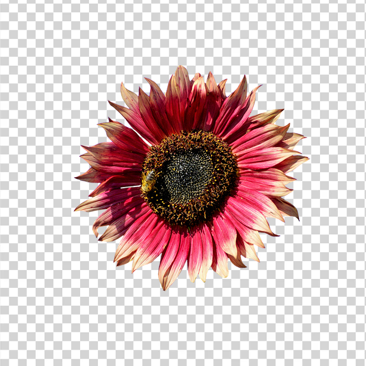 Sun Flower 11