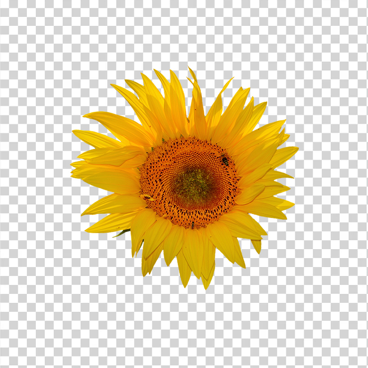 Sun Flower 12