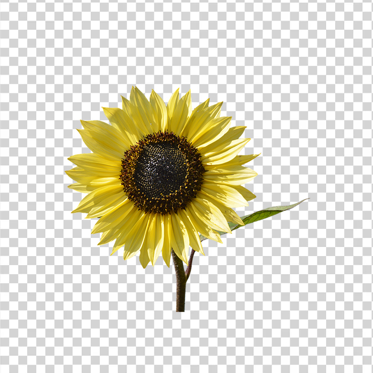 Sun Flower 13