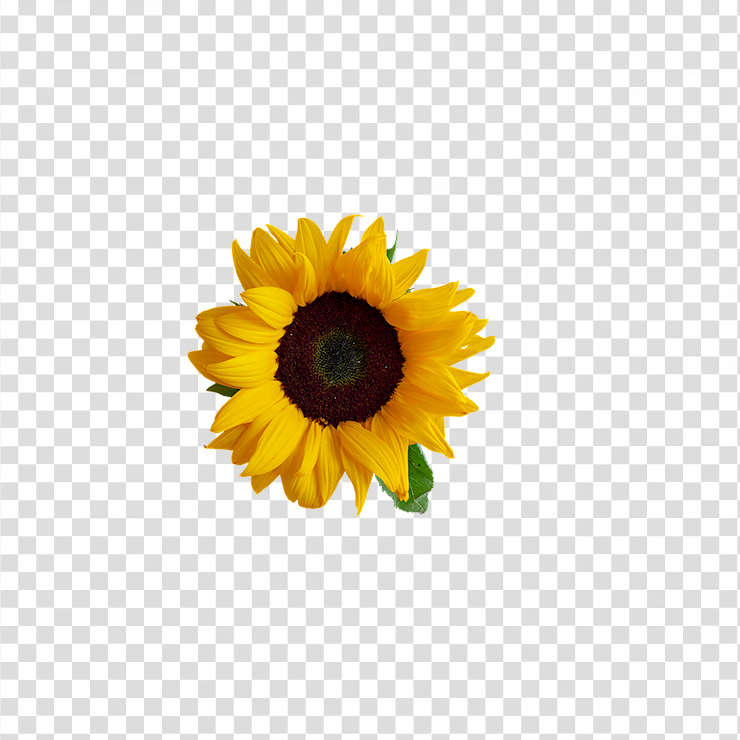 Sun Flower 14