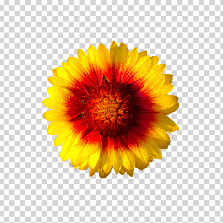 Sun Flower 251