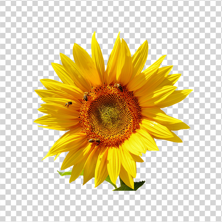 Sun Flower 7