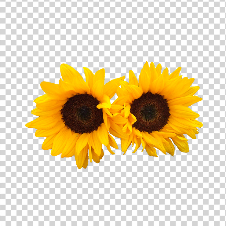 Sunflower 131