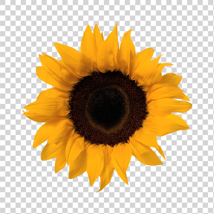 Sunflower 20