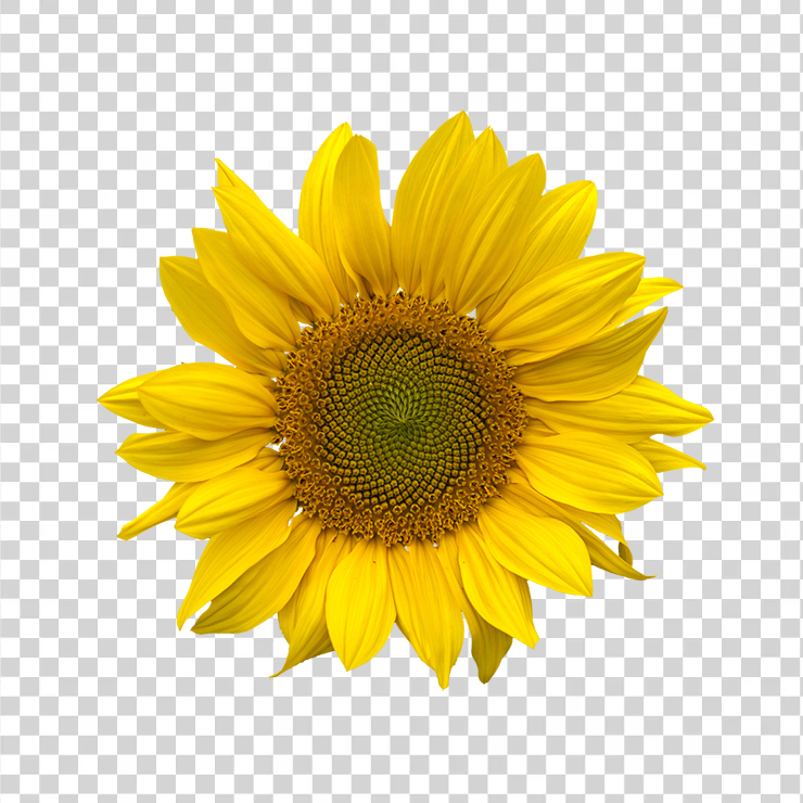 Sunflower 39