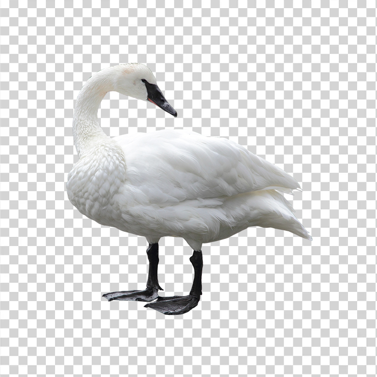 Swan 01