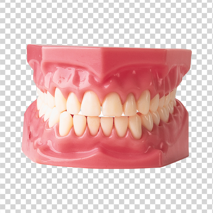 Teeth 4