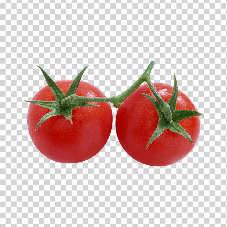 Tomato 79