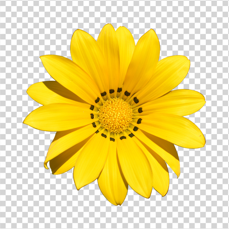 Transparent Yellow Flower