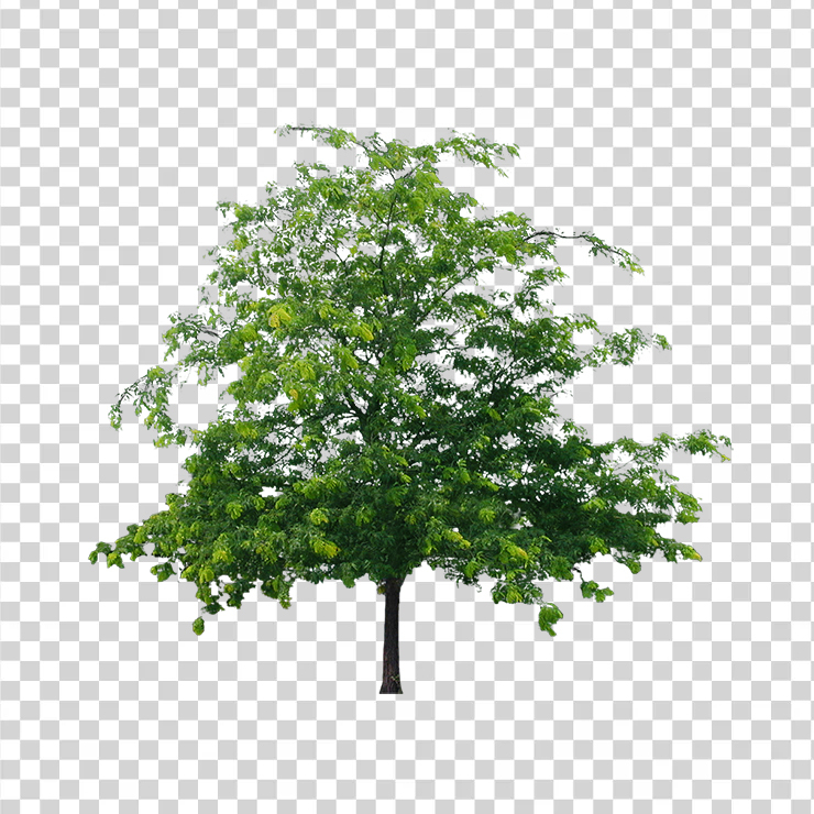 Tree 12