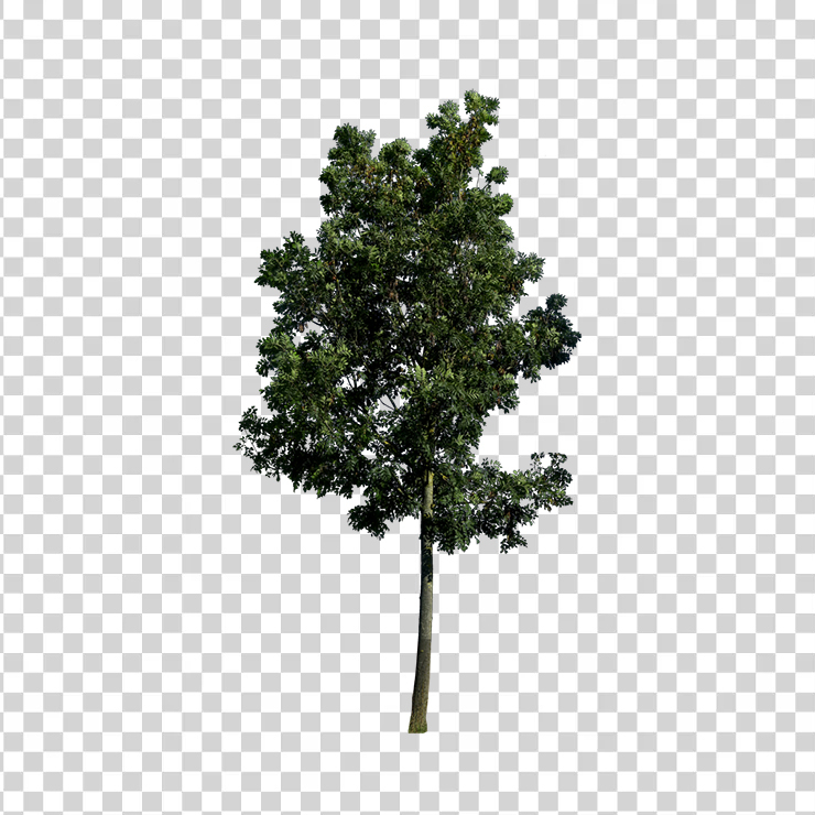 Tree 31