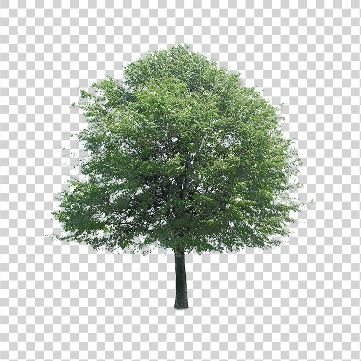 Tree 361