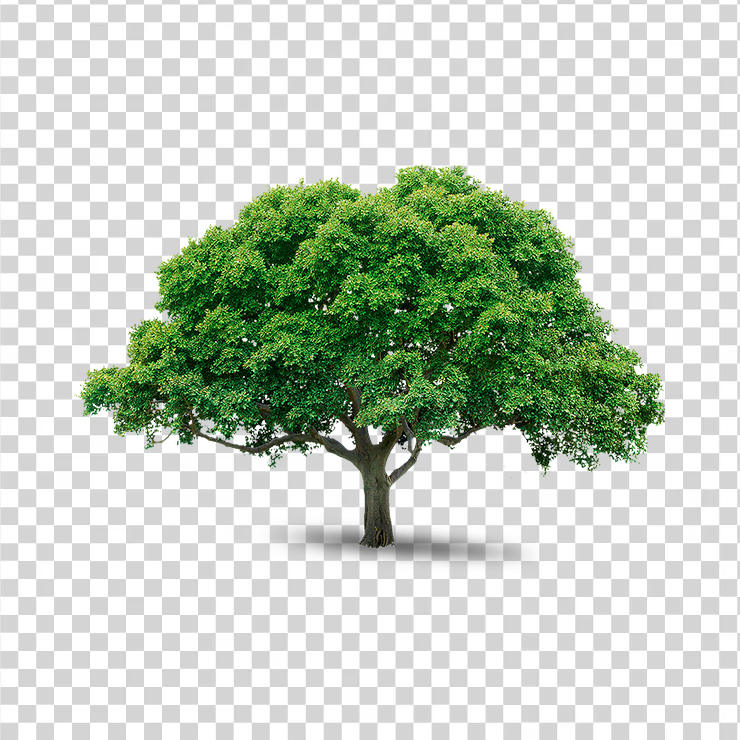 Tree 61