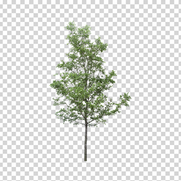 Tree 72