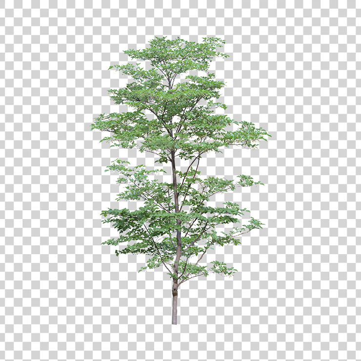 Tree 73