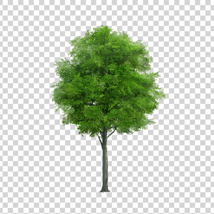Tree 77