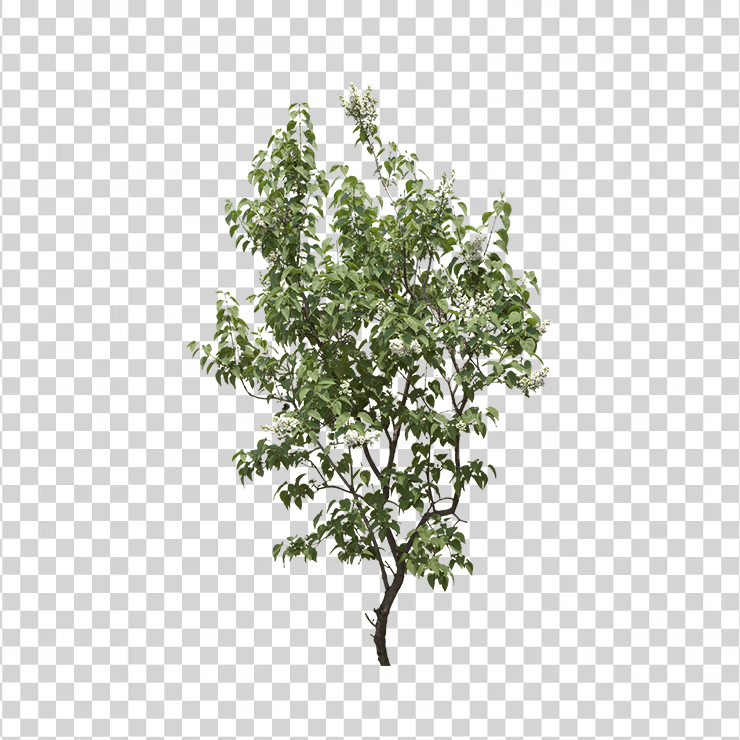 Tree 82