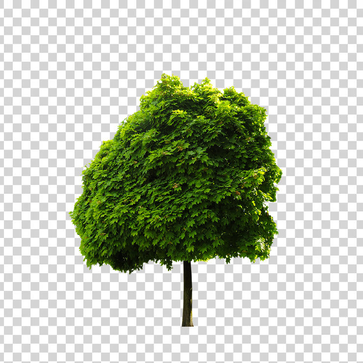 Trees 10