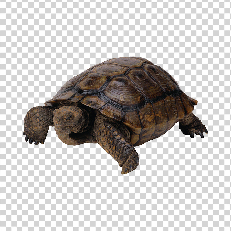 Turtle 01